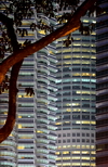 Kuala Lumpur, Malaysia: Petronas Towers - metal faade and organic forms of a nearby tree - photo by M.Torres