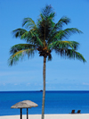 Beach with coconut tree, Langkawi, Malaysia. photo by B.Lendrum