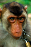 Captive monkey, Langkawi, Malaysia. photo by B.Lendrum
