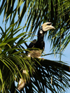 Wild oriental pied hornbill (Anthracoceros albirostris) Pulau Pangkor Island, Malaysia. photo by B.Lendrum