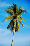 Coconut tree, Pulau Pangkor, Malaysia. photo by B.Lendrum