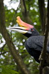 Kuala Lumpur, Malaysia: Hornbill perched on a tree - KL Bird Park - photo by J.Pemberton