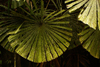 Lambir Hills National Park, Sarawak, Borneo, Malaysia: fan palms - leaves detail - Sarawak forest - photo by A.Ferrari