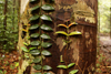 Lambir Hills National Park, Sarawak, Borneo, Malaysia: ivy climbing a tree - photo by A.Ferrari