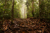 Lambir Hills National Park, Sarawak, Borneo, Malaysia: jungle walk - rain forest roots and leaves - photo by A.Ferrari