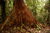 Lambir Hills National Park, Sarawak, Borneo, Malaysia: Kapok tree - ceiba - large trees along a jungle walk - photo by A.Ferrari