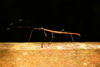 Gunung Mulu National Park, Sarawak, Borneo, Malaysia: stick insect - Phasmatodea order - photo by A.Ferrari