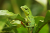 Gunung Mulu National Park, Sarawak, Borneo, Malaysia: arboreal chameleon looking for a prey - photo by A.Ferrari