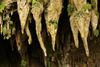 Gunung Mulu National Park, Sarawak, Borneo, Malaysia: teeth at the mouth of Clearwater Cave - stalagmites - photo by A.Ferrari