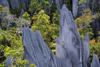 Gunung Mulu National Park, Sarawak, Borneo, Malaysia: the Pinnacles - sharp pointed limestone blades - photo by A.Ferrari
