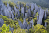 Gunung Mulu National Park, Sarawak, Borneo, Malaysia: the Pinnacles - karst limestone formation similar to the Tsingy de Bemaraha in Madagascar - UNESCO World Heritage - photo by A.Ferrari