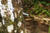 Skandis, Lubok Antu District, Sarawak, Borneo, Malaysia: rubber-tree, near the Iban longhouse - collecting sap - latex - photo by A.Ferrari