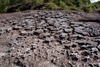 Bako National Park, Sarawak, Borneo, Malaysia: eroded rocky floor - tide pools - photo by A.Ferrari