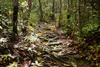 Bako National Park, Sarawak, Borneo, Malaysia: jungle trail - rain forest - photo by A.Ferrari