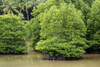 Kota Kinabalu / Jesselton, West Coast Division, Sabah, Borneo, Malaysia: mangrove and swamps, at the City Bird Sanctuary of Kota Kinabalu - photo by A.Ferrari