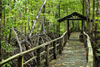 Kota Kinabalu / Jesselton, West Coast Division, Sabah, Borneo, Malaysia: wooden trail among the mangrove, City Bird Sanctuary of Kota Kinabalu - photo by A.Ferrari