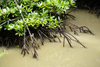 Kota Kinabalu / Jesselton, West Coast Division, Sabah, Borneo, Malaysia: mangrove - roots on the water - City Bird Sanctuary of Kota Kinabalu - photo by A.Ferrari