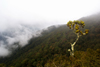 Mesilau trail, Sabah, Borneo, Malaysia: rainforest and clouds - photo by A.Ferrari