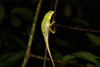banks of the Kinabatangan river, Sabah, Borneo, Malaysia: chameleon in the jungle  - photo by A.Ferrari