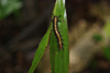 banks of the Kinabatangan river, Sabah, Borneo, Malaysia: caterpillar on a leaf - photo by A.Ferrari