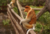 Sandakan, Sabah, Borneo, Malaysia: Labuk Bay Proboscis Monkey Sanctuary - male proboscis monkey - Long-nosed Monkey - Nasalis larvatus - Monyet Belanda - Bekantan  - photo by A.Ferrari