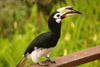 Sandakan, Sabah, Borneo, Malaysia: Oriental pied hornbill at the Labuk Bay Proboscis Monkey Sanctuary - Anthracoceros albirostris - photo by A.Ferrari