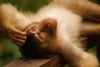 Kabili-Sepilok Forest Reserve, Sandakan Division, Sabah, Borneo, Malaysia: Pig tailed macaque meditating - Macaca nemestrina - Sepilok Orang-utan Rehabilitation Centre - photo by A.Ferrari