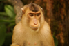 Kabili-Sepilok Forest Reserve, Sandakan Division, Sabah, Borneo, Malaysia: Pig tailed macaque close-up  - Macaca nemestrina - Sepilok Orang-utan Rehabilitation Centre - photo by A.Ferrari