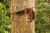Kabili-Sepilok Forest Reserve, Sandakan Division, Sabah, Borneo, Malaysia: Orang-utan on a rope - growling - Pongo pygmaeus - Sepilok Orang-utan Rehabilitation Centre - photo by A.Ferrari