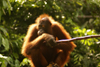 Kabili-Sepilok Forest Reserve, Sandakan Division, Sabah, Borneo, Malaysia: Orangutan with a bamboo stick - Pongo pygmaeus - Sepilok Orang-utan Rehabilitation Centre - photo by A.Ferrari
