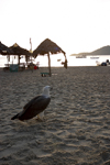 Malaysia - Pulau Perhentian / Perhentian Island: White bellied sea eagle observing - Haliaeetus leucogaster - photo by Jez Tryner