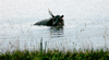 Liwonde National Park, Southern region, Malawi: hippo in the water - Hippopotamus amphibius - photo by D.Davie