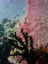 Maldives Underwater Pink sea fan  (photo by B.Cain)