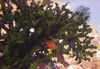 Maldives Underwater Queen Wrasse and green coral (photo by B.Cain)