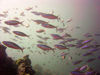 Maldives Underwater School of red fish (photo by B.Cain)