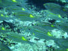 Maldives Underwater School of striped grunts - fish (photo by B.Cain)