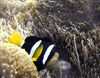 Maldives Underwater Black and Yellow Clownfish and Anemone (photo by B.Cain)