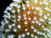 Maldives Underwater Starburst coral  (photo by B.Cain)