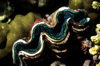 Maldives - underwater - Ari-Atoll - giant blue crocea clam - Tridacna crocea - photo by W.Allgwer - Die Blaue Mrdermuschel (Bivalvia) gehrt zur Klasse der Weichtiere (Mollusca).Der wissenschaftliche Name ist von der zweigeteilten Kalkschale abgeleite