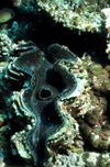 Maldives - underwater - Ari-Atoll - giant blue crocea clam - orifice - Tridacna crocea - photo by W.Allgwer - Die Blaue Mrdermuschel (Bivalvia) gehrt zur Klasse der Weichtiere (Mollusca).Der wissenschaftliche Name ist von der zweigeteilten Kalkschale