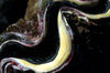 Maldives - underwater - Ari-Atoll - giant blue crocea clam - detail - Tridacna crocea - photo by W.Allgwer - Die Blaue Mrdermuschel (Bivalvia) gehrt zur Klasse der Weichtiere (Mollusca).Der wissenschaftliche Name ist von der zweigeteilten Kalkschale