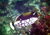Maldives Underwater Clown Triggerfish  (photo by B.Cain)