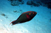 Maldives - underwater - Ari-Atoll - Dusky parrotfish - Scarus niger - photo by W.Allgwer - Die Papageifische (Scaridae) sind eine Familie in der Ordnung der Barschartigen (Perciformes) und gehren zu den Lippfischartigen (Labroidei). Papageifische bewohn
