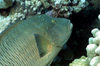Maldives - underwater - Ari-Atoll - humphead wrasse - Cheilinus undulatus - photo by W.Allgwer - Der Napoleon-Lippfisch (Cheilinus undulatus) lebt im Indopazifik, in den Korallenriffen von 48 Staaten. Dieser frher sehr hufige Lippfisch wird aufgrund de
