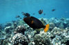 Maldives - underwater - Ari-Atoll - Green trigger fish - Balistapus undulatus - photo by W.Allgwer - Drckerfische (Balistidae) sind eine Familie der Ordnung der Haftkiefer. Die mehr als 30 Arten bewohnen den Atlantischen, Indischen und Pazifischen Ozean