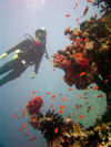 Maldives Underwater Diver and coral head (photo by B.Cain)