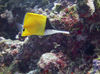 Maldives Underwater Longnosed Butterflyfish (photo by B.Cain)