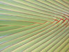 Maldives Palm detail, Kuda Huraa (photo by B.Cain)
