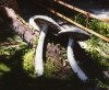 Maldives - Kurumba Village Resort - North Male Atoll: the concrete mushrooms (photo by Galen Frysinger)