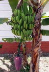 Martinique / Martinica: Fort de France - banana tree (photographer: R.Ziff)
